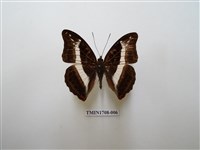 藏品(紫俳蛺蝶)的圖片